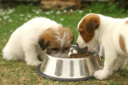 dog---beagle-puppy-eating
