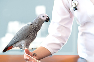 Image of grey parrot standing on an arm